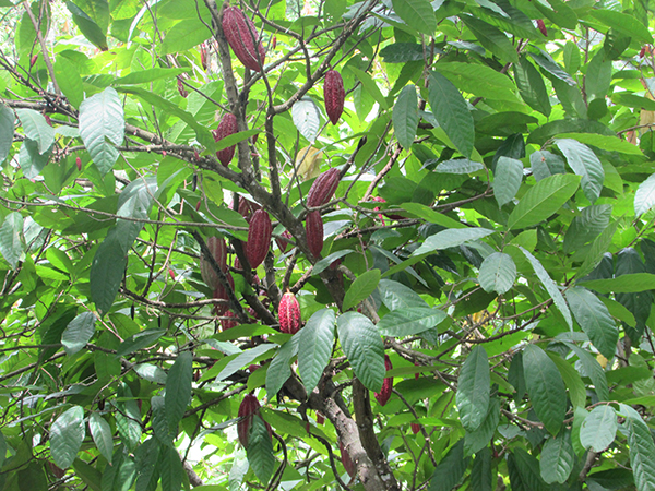 Cacao on tree